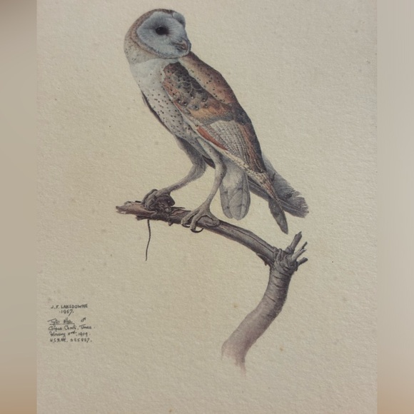 J. F. LANSDOWNE Matted and Framed Print Tyto alba Barn Owl 1967 - Picture 2 of 11